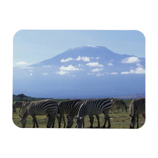 Afrika, Kenia, Nationaal park Amboseli, Kudde van Magneet (Horizontaal)