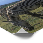 Afrika, Kenia, Nationaal park Amboseli, Kudde van Poster (Hoek)