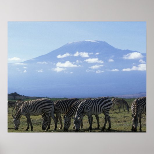 Afrika, Kenia, Nationaal park Amboseli, Kudde van Poster (Voorkant)