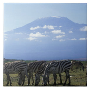 Afrika, Kenia, Nationaal park Amboseli, Kudde van Tegeltje