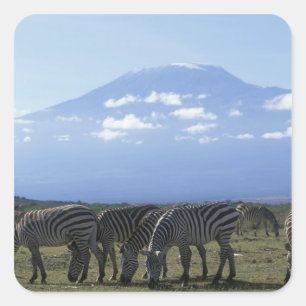Afrika, Kenia, Nationaal park Amboseli, Kudde van Vierkante Sticker