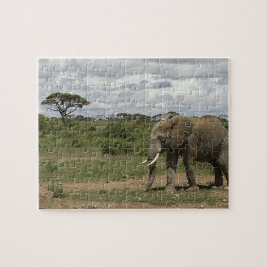 Afrika, Kenia, Nationaal Park Amboseli, olifant, Legpuzzel (Horizontaal)