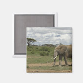 Afrika, Kenia, Nationaal park Amboseli, olifant, Magneet (Voorkant / Achterkant)