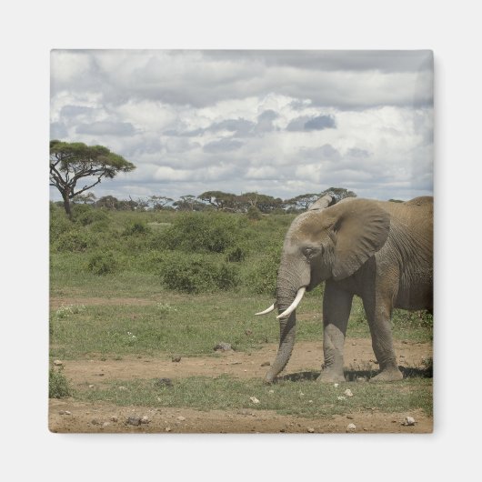 Afrika, Kenia, Nationaal park Amboseli, olifant, Magneet (Voorkant)