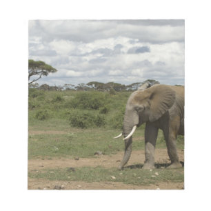 Afrika, Kenia, Nationaal park Amboseli, olifant, Notitieblok