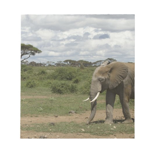Afrika, Kenia, Nationaal park Amboseli, olifant, Notitieblok (Voorkant)