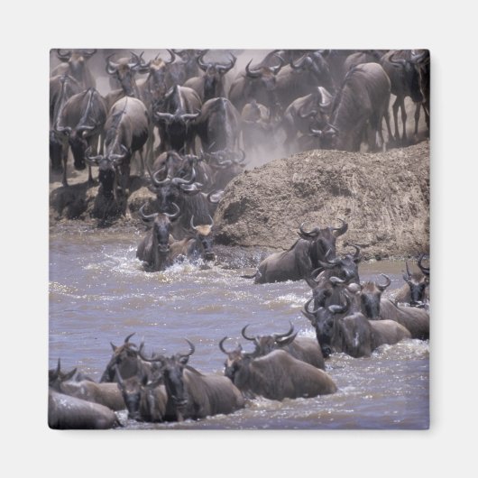 Afrika, Kenia, Nationaal park Masai Mara. Magneet (Voorkant)