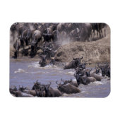 Afrika, Kenia, Nationaal Park Masai Mara. Magneet (Horizontaal)