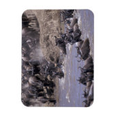 Afrika, Kenia, Nationaal Park Masai Mara. Magneet (Verticaal)