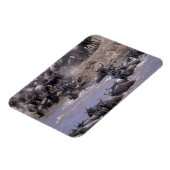 Afrika, Kenia, Nationaal Park Masai Mara. Magneet (Linkerzijde)