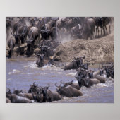 Afrika, Kenia, Nationaal Park Masai Mara. Poster (Voorkant)