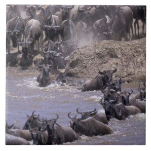 Afrika, Kenia, Nationaal Park Masai Mara. Tegeltje