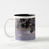 Afrika, Kenia, Nationaal Park Masai Mara. Tweekleurige Koffiemok (Links)