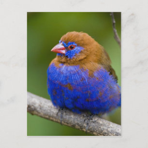 Afrika. Kenia. Paars Grenadier-mannetje bij het me Briefkaart