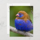 Afrika. Kenia. Paars Grenadier-mannetje bij het me Briefkaart (Voorkant / Achterkant)