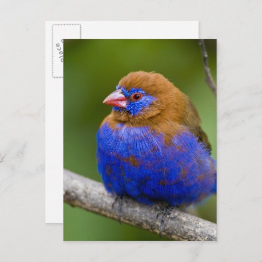 Afrika. Kenia. Paars Grenadier-mannetje bij het me Briefkaart (Voorkant / Achterkant)