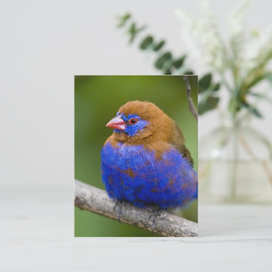 Afrika. Kenia. Paars Grenadier-mannetje bij het me Briefkaart (Staand voorkant)