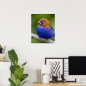 Afrika. Kenia. Paars Grenadier-mannetje bij het me Poster (Thuiskantoor)