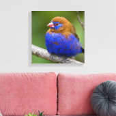 Afrika. Kenia. Paarse Grenadier Canvas Afdruk (Insitu (Woonkamer))