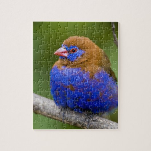 Afrika. Kenia. Paarse Grenadier Legpuzzel (Verticaal)