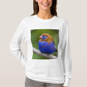 Afrika. Kenia. Paarse Grenadier T-shirt