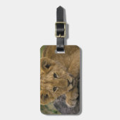 Afrika, Kenia. Portret van een leeuw. Bagagelabel (Voorkant verticaal)