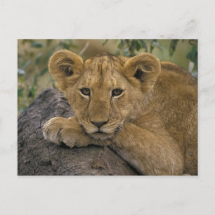 Afrika, Kenia. Portret van een leeuw. Briefkaart