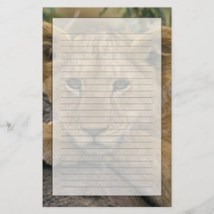 Afrika, Kenia. Portret van een leeuw. Briefpapier