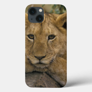 Afrika, Kenia. Portret van een leeuw. Case-Mate iPhone Case