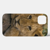 Afrika, Kenia. Portret van een leeuw. Case-Mate iPhone Case (Achterkant (horizontaal))