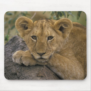 Afrika, Kenia. Portret van een leeuw. Muismat