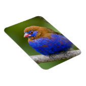 Afrika. Kenia. Purper Grenadier Magneet (Rechterzijde)