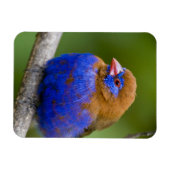 Afrika. Kenia. Purper Grenadier Magneet (Horizontaal)