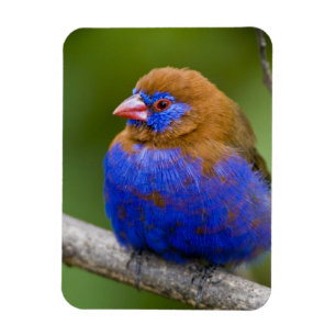 Afrika. Kenia. Purper Grenadier Magneet
