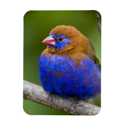 Afrika. Kenia. Purper Grenadier Magneet (Verticaal)