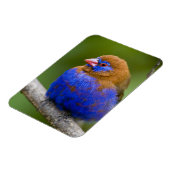 Afrika. Kenia. Purper Grenadier Magneet (Linkerzijde)