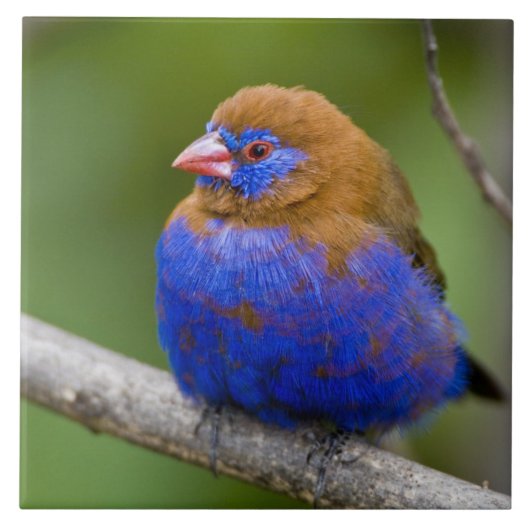Afrika. Kenia. Purper Grenadier Tegeltje (Voorkant)