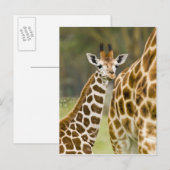 Afrika. Kenia. Rothschild's Giraffe baby Briefkaart (Voorkant / Achterkant)