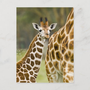 Afrika. Kenia. Rothschild's Giraffe baby Briefkaart