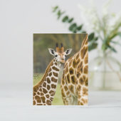 Afrika. Kenia. Rothschild's Giraffe baby Briefkaart (Staand voorkant)
