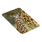 Afrika. Kenia. Rothschild's Giraffe baby Magneet (Rechterzijde)