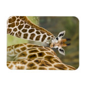 Afrika. Kenia. Rothschild's Giraffe baby Magneet (Horizontaal)