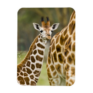 Afrika. Kenia. Rothschild's Giraffe baby Magneet