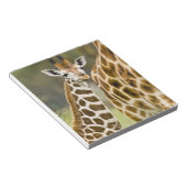 Afrika. Kenia. Rothschild's Giraffe baby Notitieblok (Schuin)