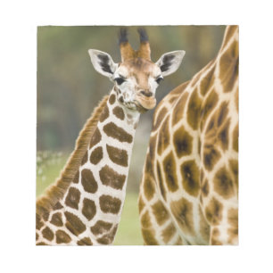 Afrika. Kenia. Rothschild's Giraffe baby Notitieblok