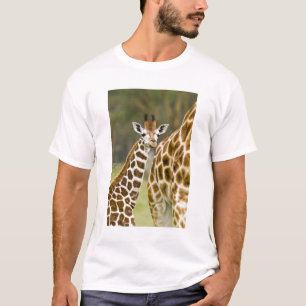 Afrika. Kenia. Rothschild's Giraffe baby T-shirt
