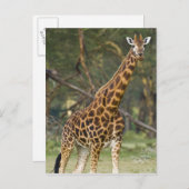 Afrika. Kenia. Rothschild's Giraffe bij het meer v Briefkaart (Voorkant / Achterkant)