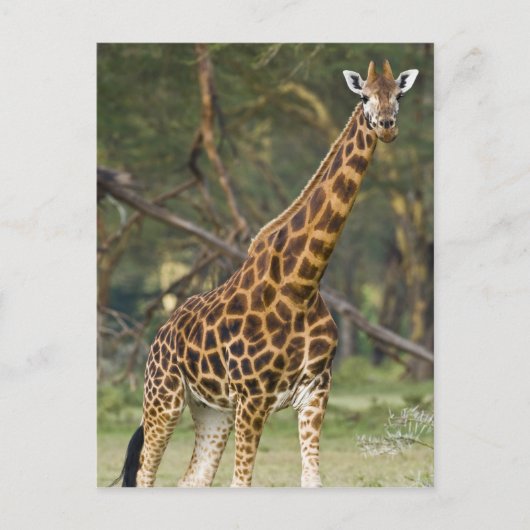 Afrika. Kenia. Rothschild's Giraffe bij het meer v Briefkaart (Voorkant)