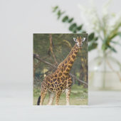 Afrika. Kenia. Rothschild's Giraffe bij het meer v Briefkaart (Staand voorkant)