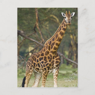 Afrika. Kenia. Rothschild's Giraffe bij het meer v Briefkaart